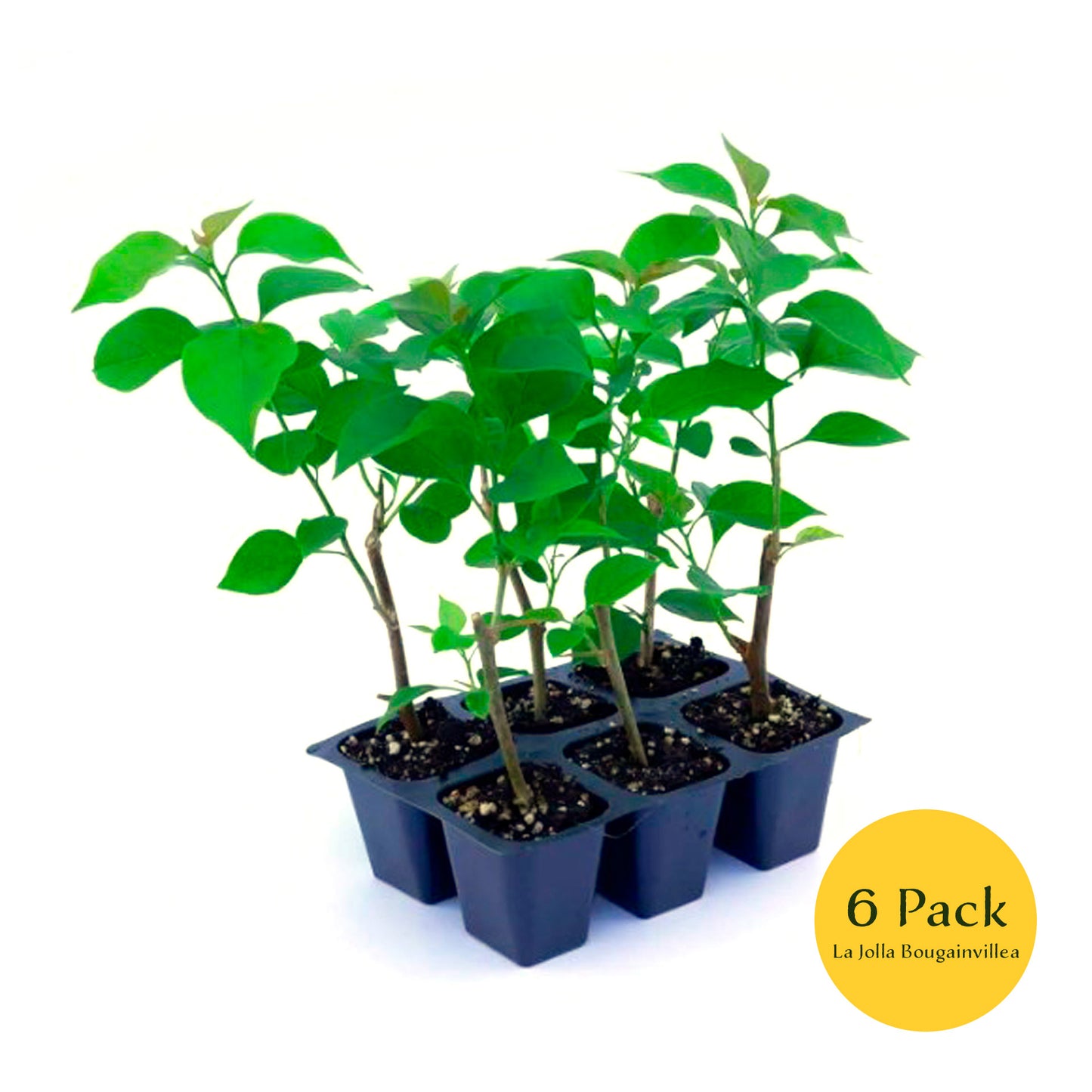 La Jolla Bougainvillea | Live Plant in 2.5 Inch Nursery Cube | Bougainvillea 'La Jolla'