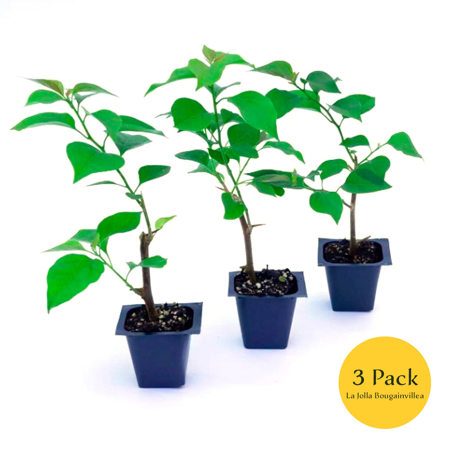 La Jolla Bougainvillea | Live Plant in 2.5 Inch Nursery Cube | Bougainvillea 'La Jolla'