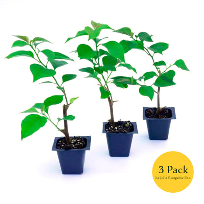 La Jolla Bougainvillea | Live Plant in 2.5 Inch Nursery Cube | Bougainvillea 'La Jolla'