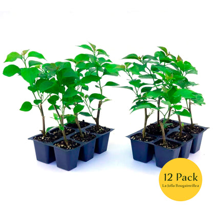 La Jolla Bougainvillea | Live Plant in 2.5 Inch Nursery Cube | Bougainvillea 'La Jolla'