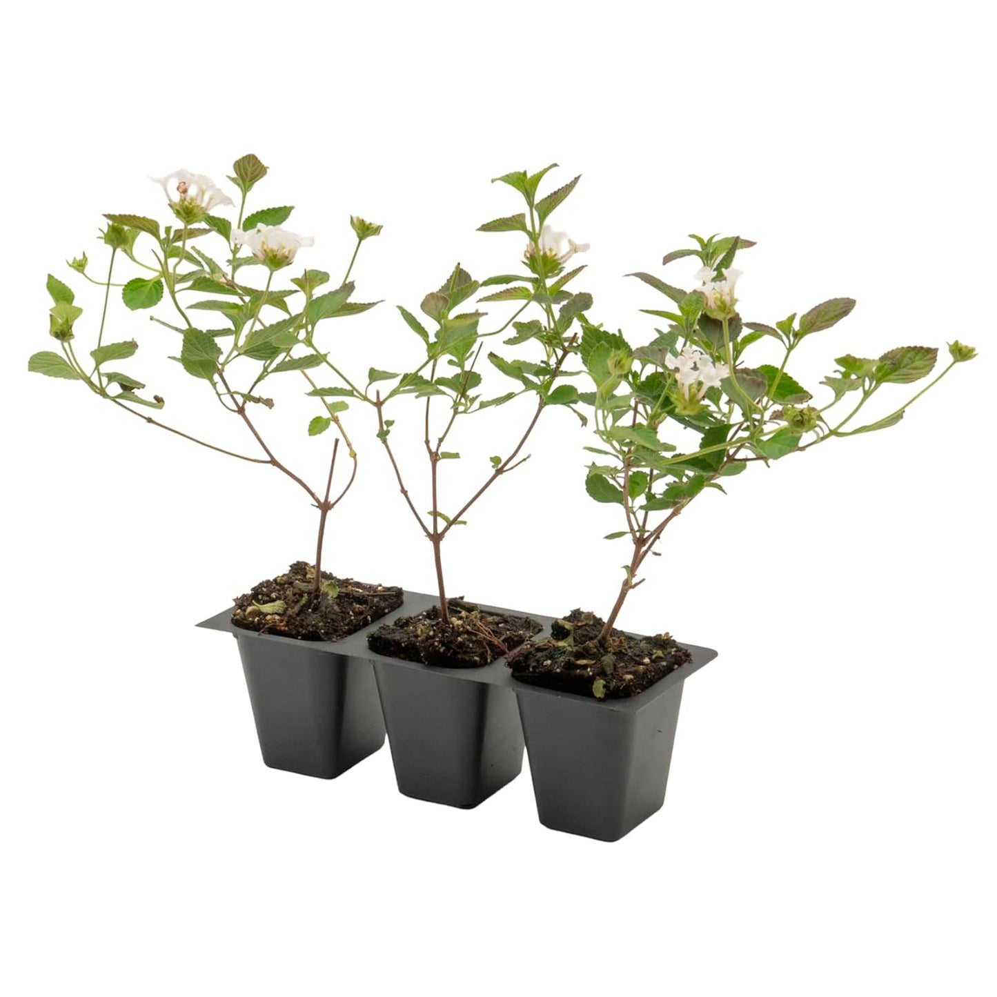 Trailing White Lantana | Live Plant in 2.5 Inch Nursery Cube | Lantana Montevidensis