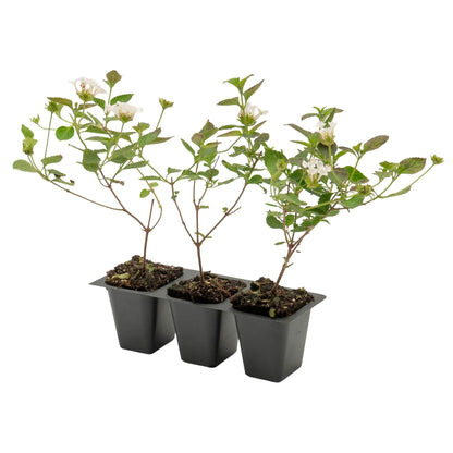 Trailing White Lantana | Live Plant in 2.5 Inch Nursery Cube | Lantana Montevidensis