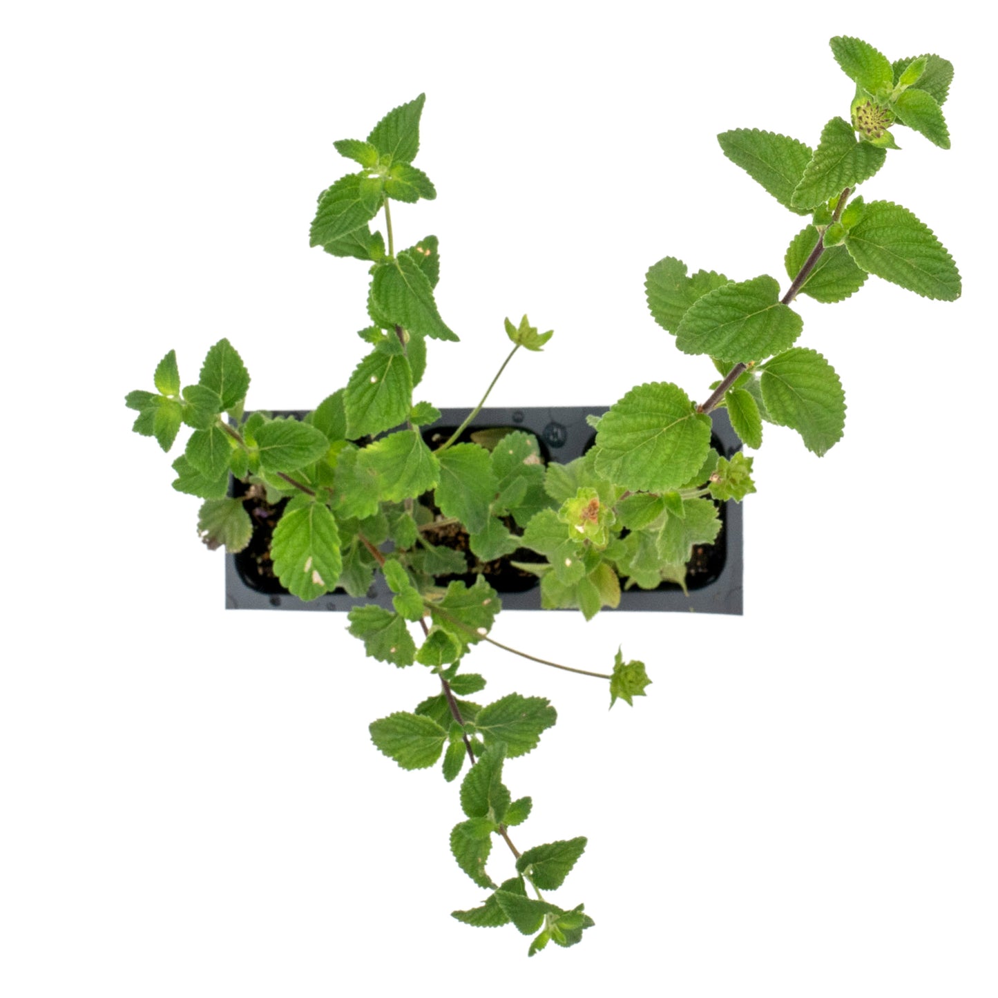 Lavender Lantana in 2.5” Nursery Cubes (Lantana montevidensis)