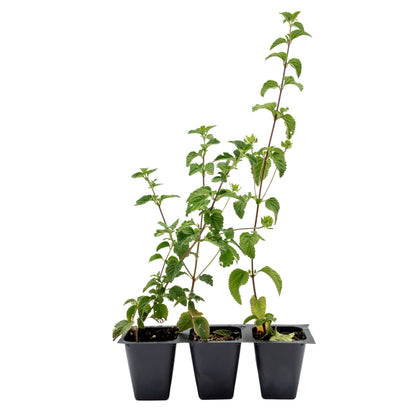 Lavender Lantana in 2.5” Nursery Cubes (Lantana montevidensis)