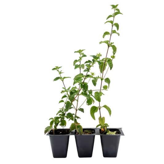 Lavender Lantana in 2.5” Nursery Cubes (Lantana montevidensis)