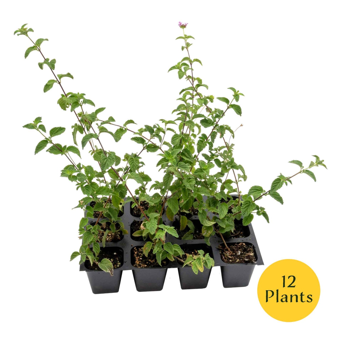Lavender Lantana in 2.5” Nursery Cubes (Lantana montevidensis)