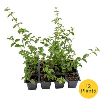 Lavender Lantana in 2.5” Nursery Cubes (Lantana montevidensis)