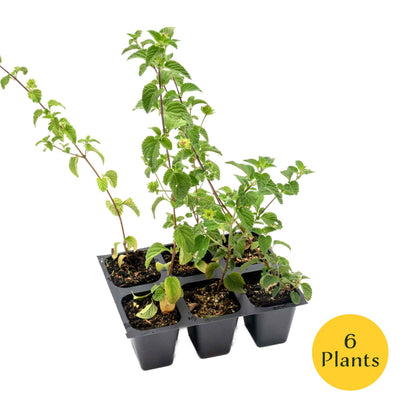 Lavender Lantana in 2.5” Nursery Cubes (Lantana montevidensis)