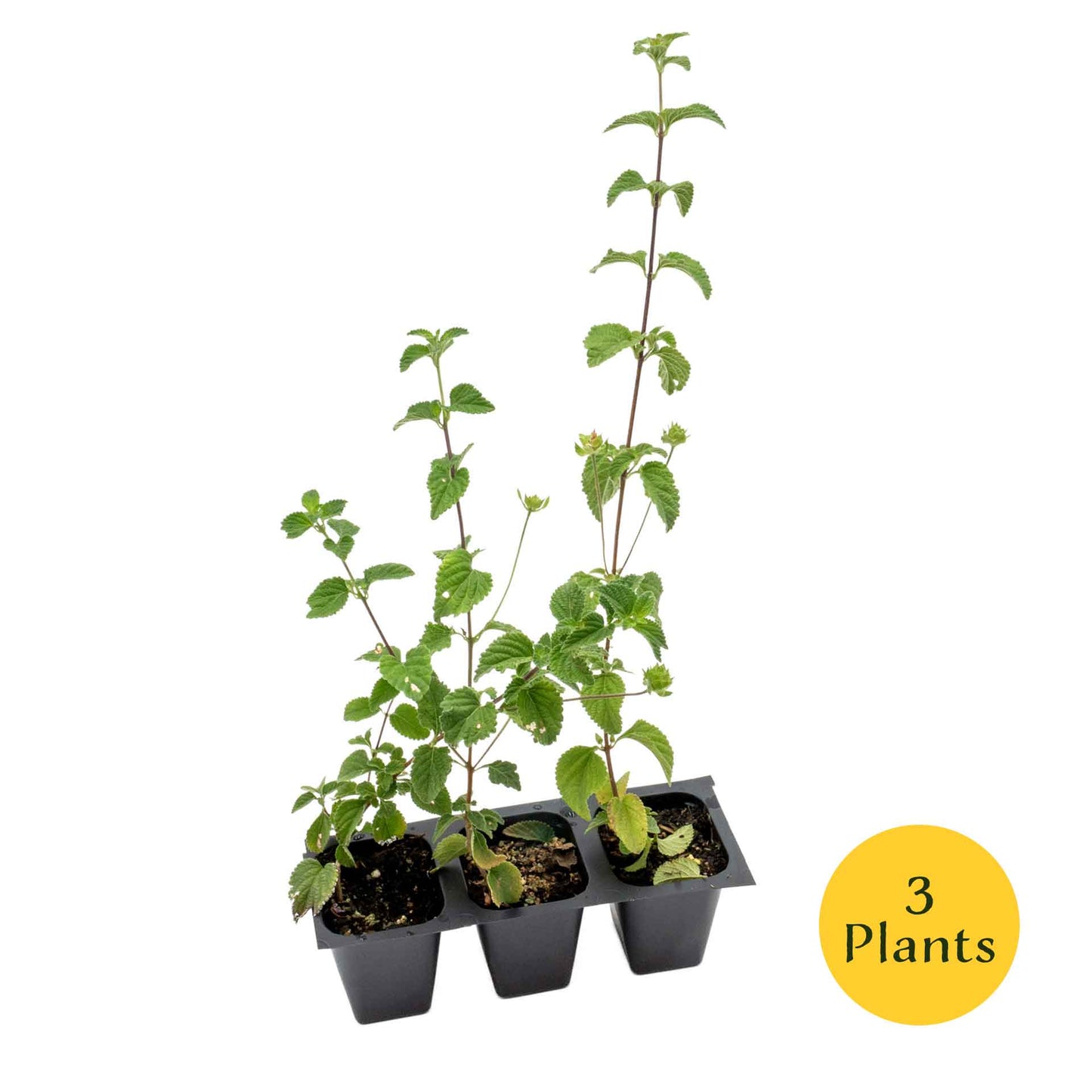 Lavender Lantana in 2.5” Nursery Cubes (Lantana montevidensis)