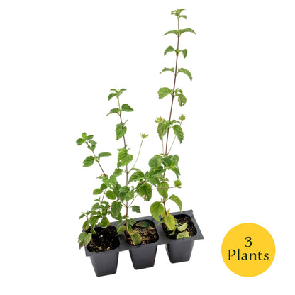 Lavender Lantana in 2.5” Nursery Cubes (Lantana montevidensis)