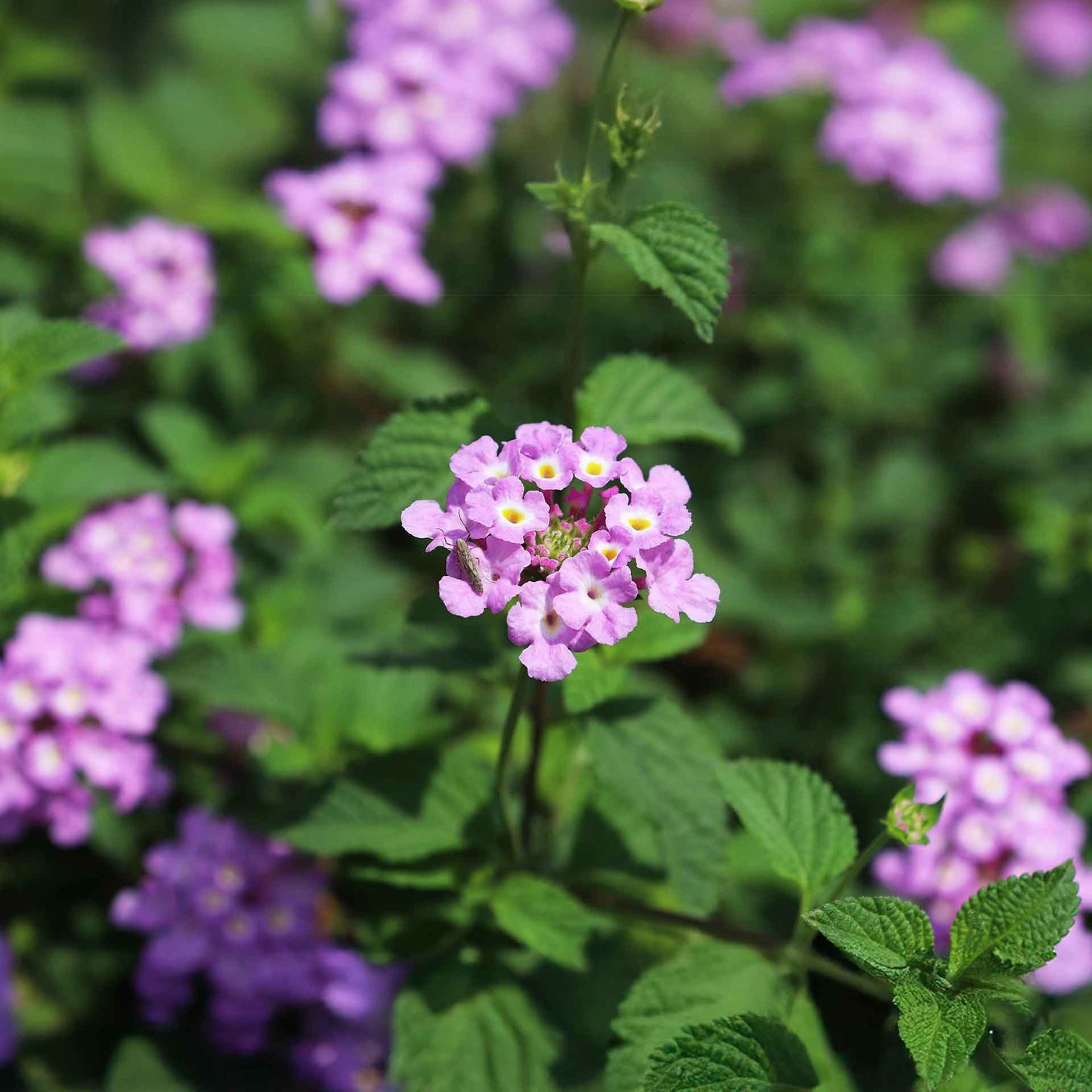 Lavender Lantana in 2.5” Nursery Cubes (Lantana montevidensis)