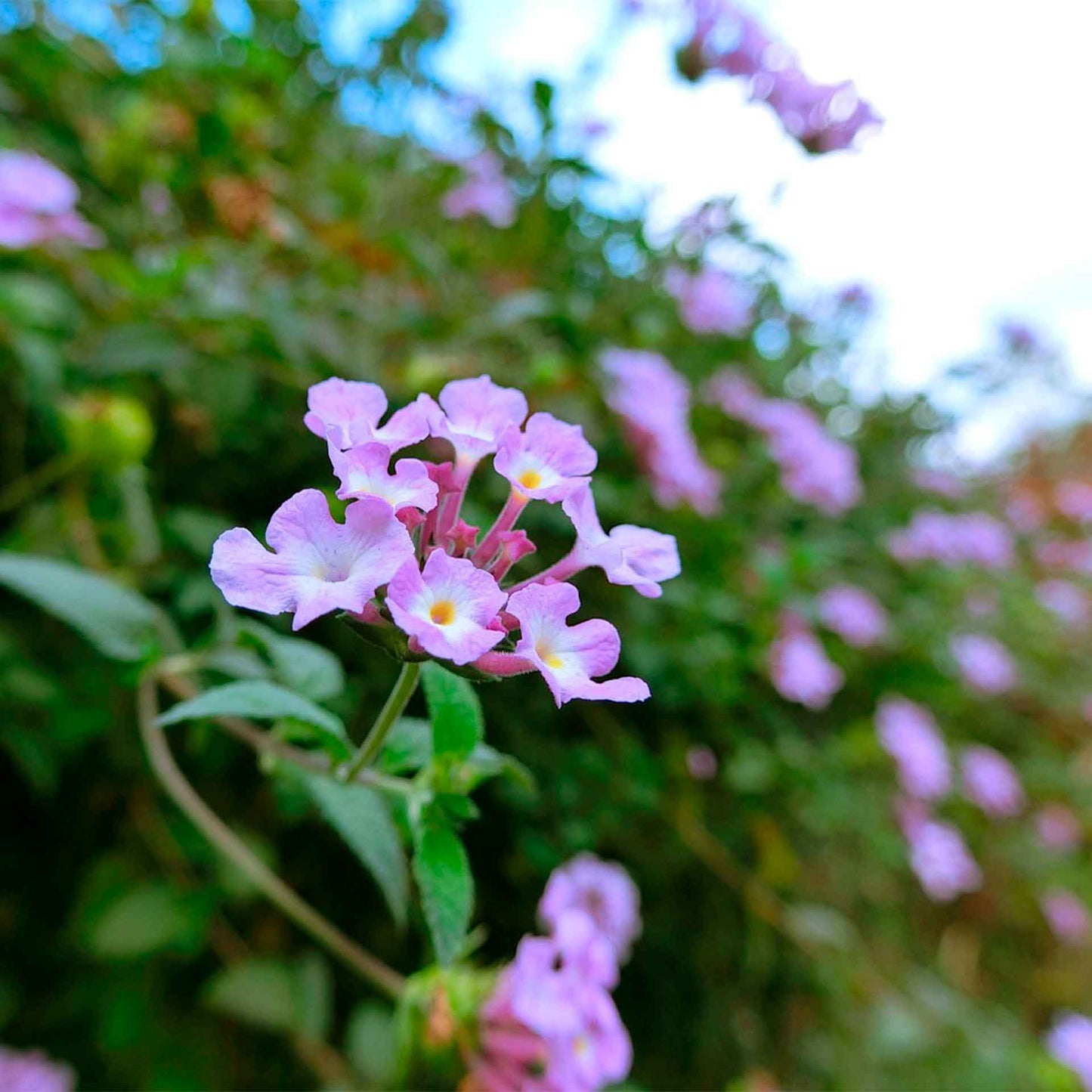 Lavender Lantana in 2.5” Nursery Cubes (Lantana montevidensis)