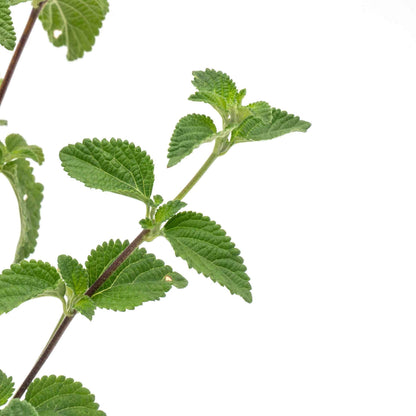 Lavender Lantana in 2.5” Nursery Cubes (Lantana montevidensis)