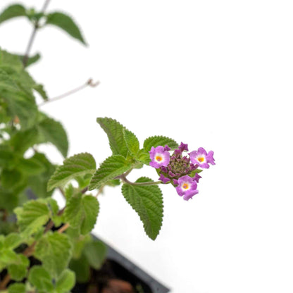 Lavender Lantana in 2.5” Nursery Cubes (Lantana montevidensis)