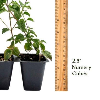 Lavender Lantana in 2.5” Nursery Cubes (Lantana montevidensis)