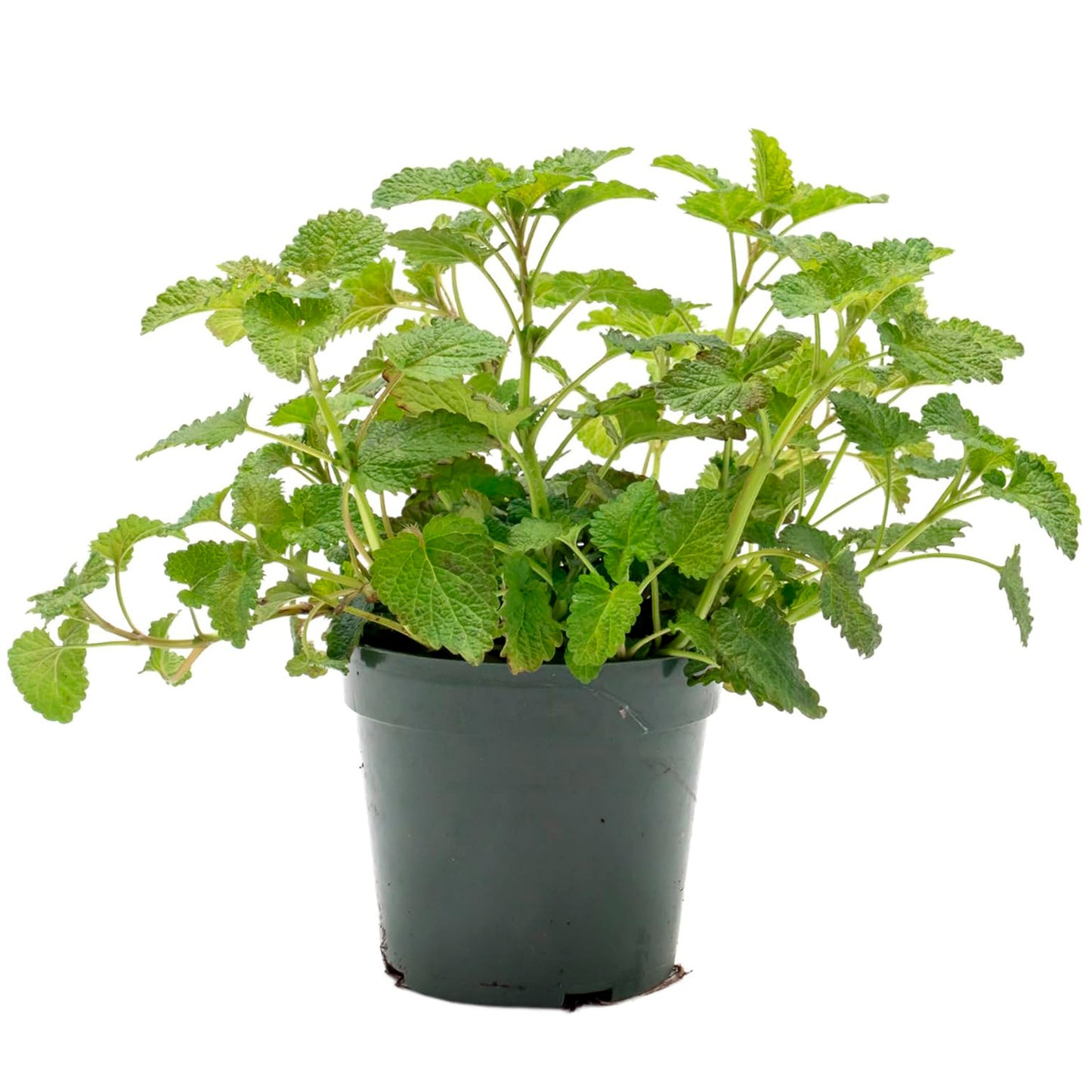 Lemon Balm | Live Herb in 4 Inch Nursery Pot | Melissa Officinalis