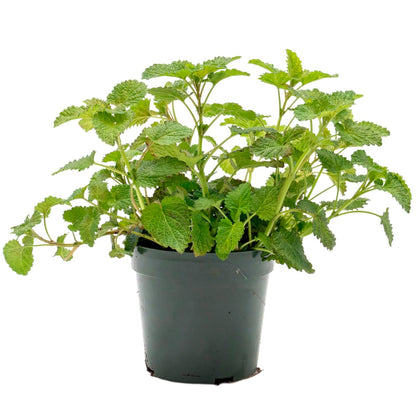 Lemon Balm | Live Herb in 4 Inch Nursery Pot | Melissa Officinalis