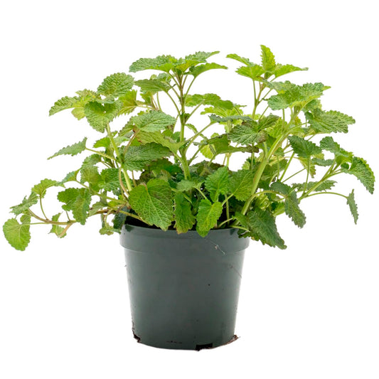 Lemon Balm | Live Herb in 4 Inch Nursery Pot | Melissa Officinalis