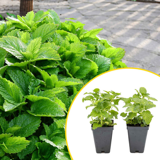 2 Lemon Balm in Cubes | Aromatic Culinary Herb with Lemon-Scented Foliage for Teas, Pollinators, Containers & Gardens (Melissa officinalis)