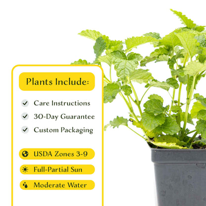 2 Lemon Balm in Cubes | Aromatic Culinary Herb with Lemon-Scented Foliage for Teas, Pollinators, Containers & Gardens (Melissa officinalis)