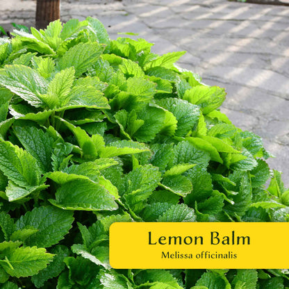 2 Lemon Balm in Cubes | Aromatic Culinary Herb with Lemon-Scented Foliage for Teas, Pollinators, Containers & Gardens (Melissa officinalis)