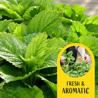 2 Lemon Balm in Cubes | Aromatic Culinary Herb with Lemon-Scented Foliage for Teas, Pollinators, Containers & Gardens (Melissa officinalis)