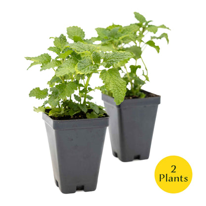 2 Lemon Balm in Cubes | Aromatic Culinary Herb with Lemon-Scented Foliage for Teas, Pollinators, Containers & Gardens (Melissa officinalis)