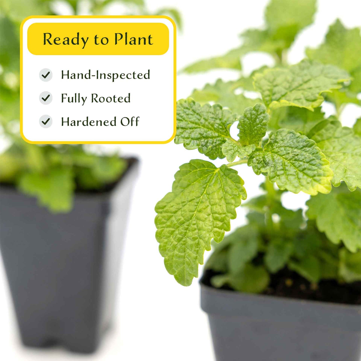 2 Lemon Balm in Cubes | Aromatic Culinary Herb with Lemon-Scented Foliage for Teas, Pollinators, Containers & Gardens (Melissa officinalis)