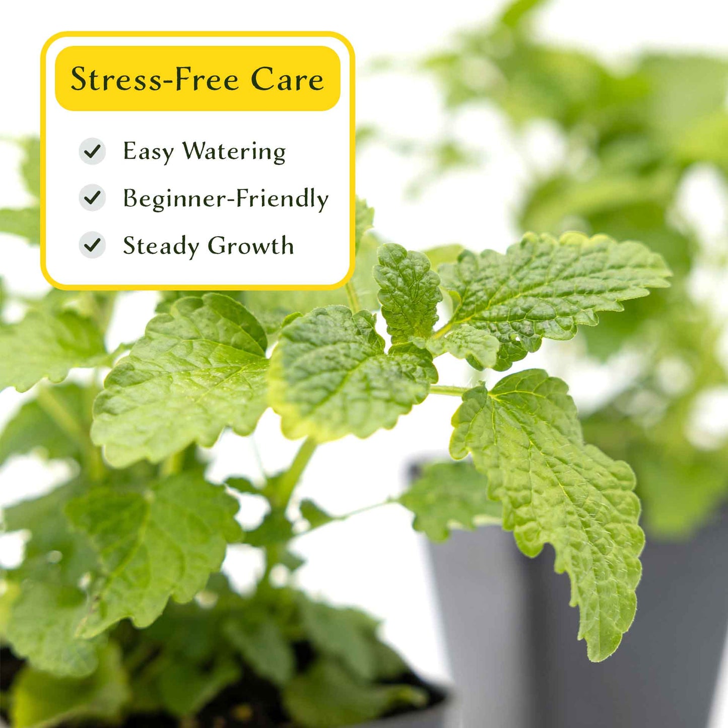 2 Lemon Balm in Cubes | Aromatic Culinary Herb with Lemon-Scented Foliage for Teas, Pollinators, Containers & Gardens (Melissa officinalis)