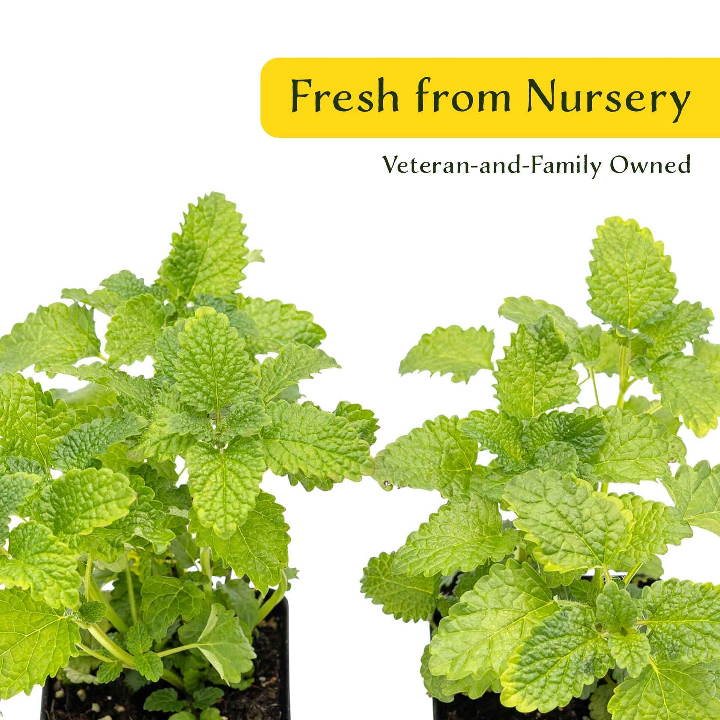 2 Lemon Balm in Cubes | Aromatic Culinary Herb with Lemon-Scented Foliage for Teas, Pollinators, Containers & Gardens (Melissa officinalis)