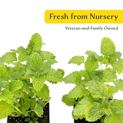 2 Lemon Balm in Cubes | Aromatic Culinary Herb with Lemon-Scented Foliage for Teas, Pollinators, Containers & Gardens (Melissa officinalis)