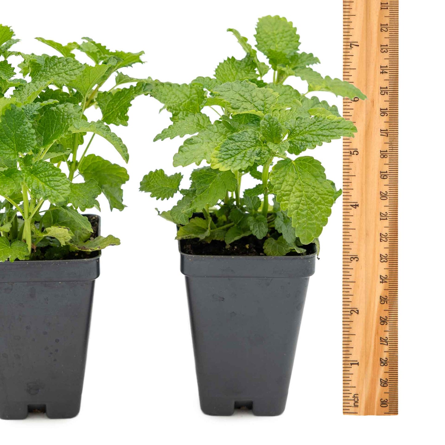 2 Lemon Balm in Cubes | Aromatic Culinary Herb with Lemon-Scented Foliage for Teas, Pollinators, Containers & Gardens (Melissa officinalis)