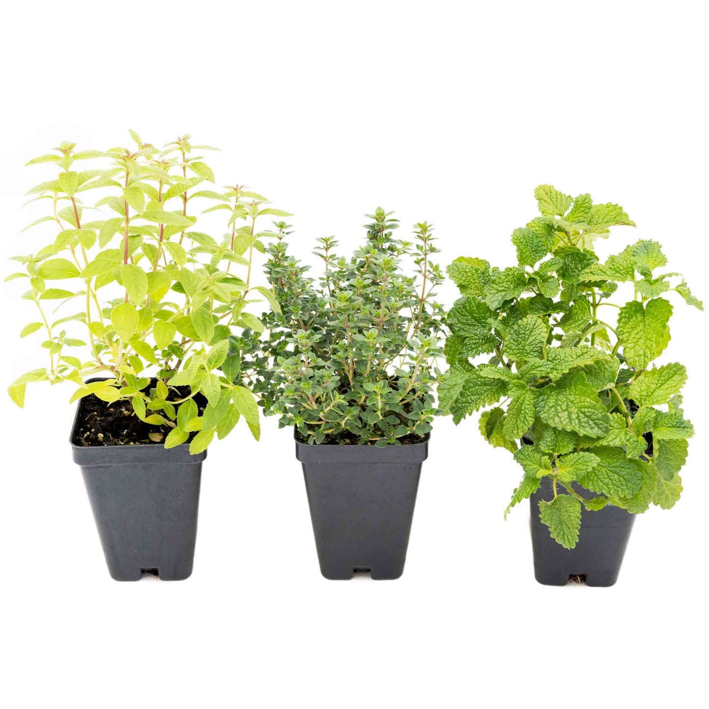1 Lemon Herb Plant Trio: Aromatic Culinary Herbs in 3.5" Cubes | Garden-Ready Lemon Balm, Verbena & Thyme with Fres Citrus Flavor for Garden