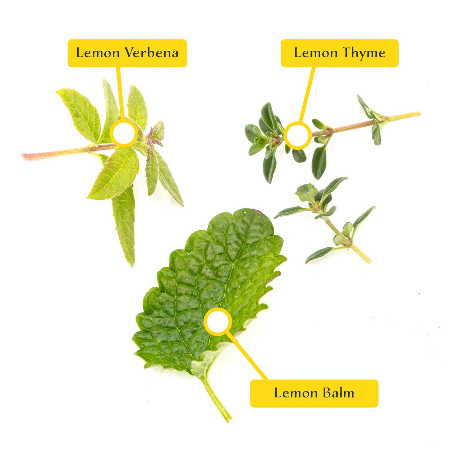 1 Lemon Herb Plant Trio: Aromatic Culinary Herbs in 3.5" Cubes | Garden-Ready Lemon Balm, Verbena & Thyme with Fres Citrus Flavor for Garden