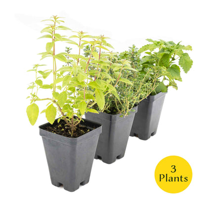 1 Lemon Herb Plant Trio: Aromatic Culinary Herbs in 3.5" Cubes | Garden-Ready Lemon Balm, Verbena & Thyme with Fres Citrus Flavor for Garden