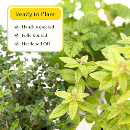 1 Lemon Herb Plant Trio: Aromatic Culinary Herbs in 3.5" Cubes | Garden-Ready Lemon Balm, Verbena & Thyme with Fres Citrus Flavor for Garden