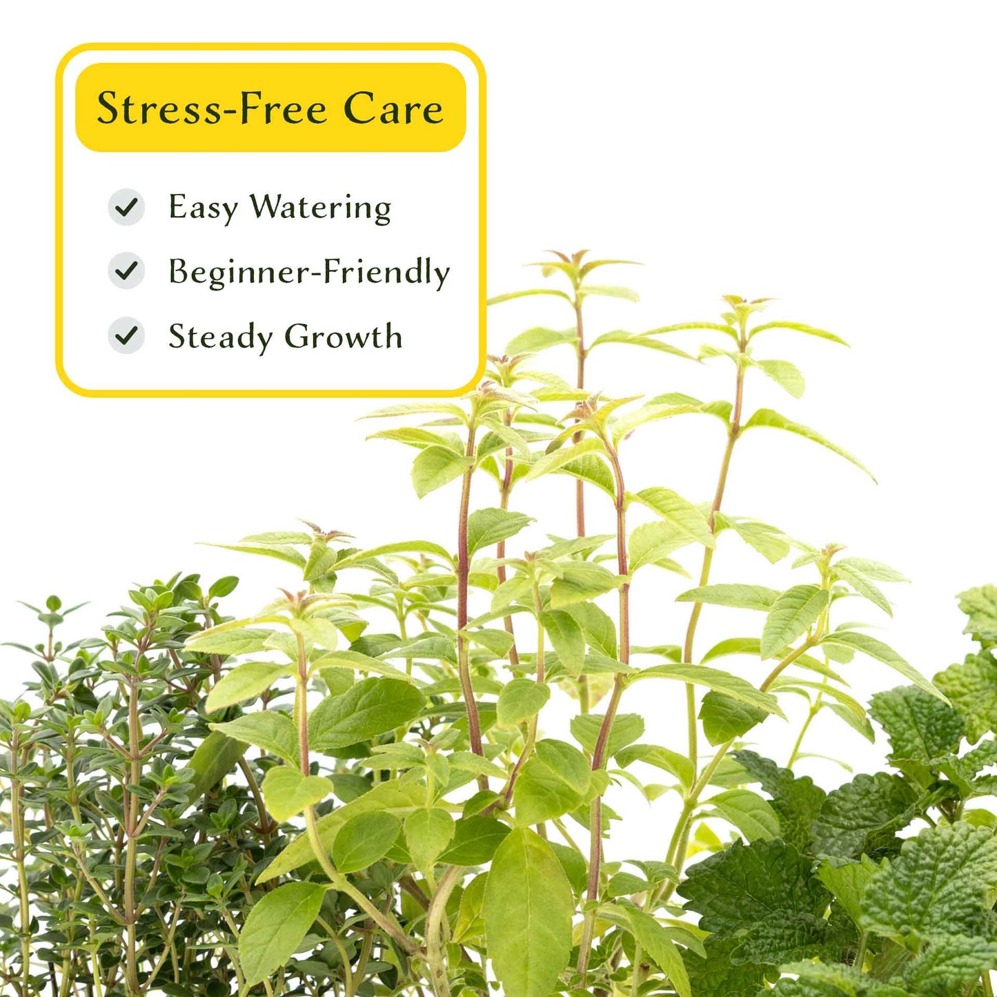 1 Lemon Herb Plant Trio: Aromatic Culinary Herbs in 3.5" Cubes | Garden-Ready Lemon Balm, Verbena & Thyme with Fres Citrus Flavor for Garden