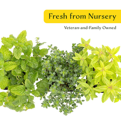 1 Lemon Herb Plant Trio: Aromatic Culinary Herbs in 3.5" Cubes | Garden-Ready Lemon Balm, Verbena & Thyme with Fres Citrus Flavor for Garden