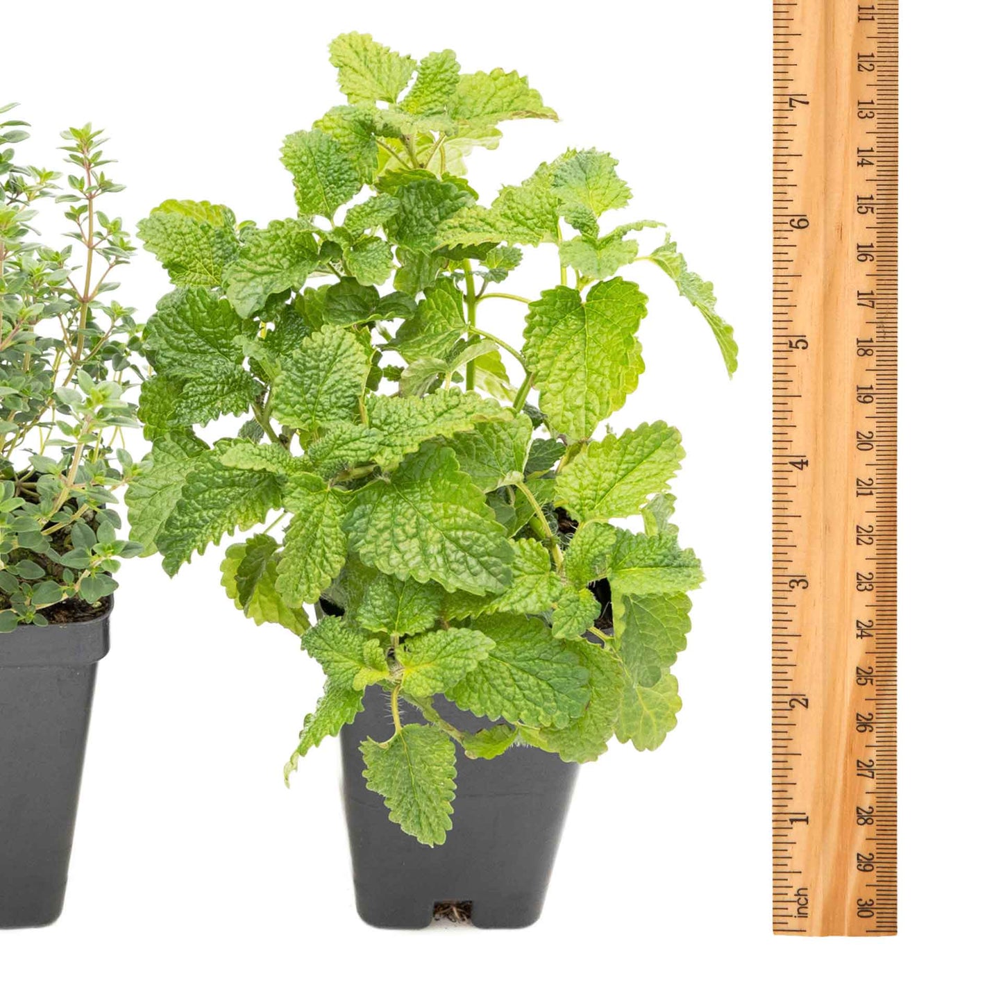1 Lemon Herb Plant Trio: Aromatic Culinary Herbs in 3.5" Cubes | Garden-Ready Lemon Balm, Verbena & Thyme with Fres Citrus Flavor for Garden