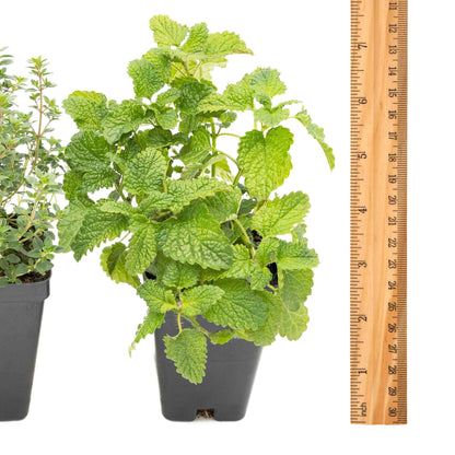 1 Lemon Herb Plant Trio: Aromatic Culinary Herbs in 3.5" Cubes | Garden-Ready Lemon Balm, Verbena & Thyme with Fres Citrus Flavor for Garden