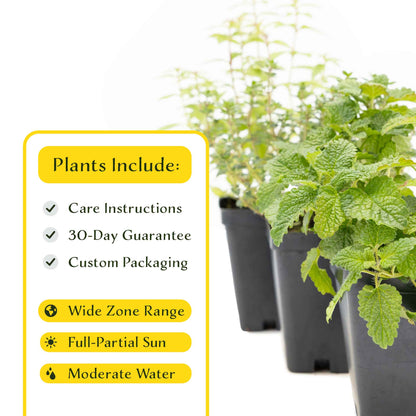 1 Lemon Herb Plant Trio: Aromatic Culinary Herbs in 3.5" Cubes | Garden-Ready Lemon Balm, Verbena & Thyme with Fres Citrus Flavor for Garden