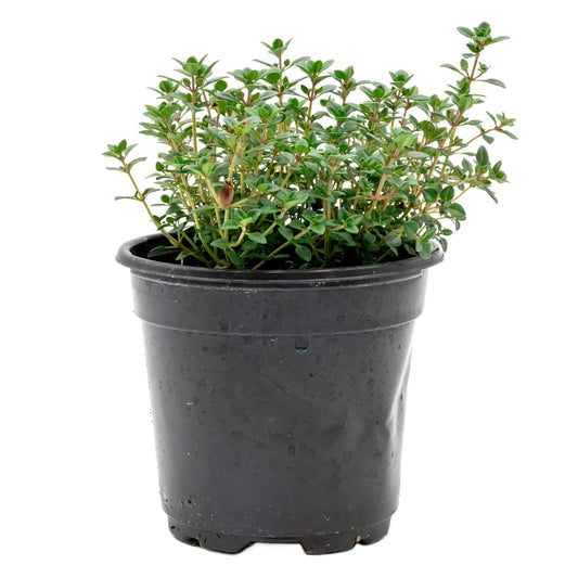 Lemon Thyme | Live Herb in 4 Inch Nursery Pot | Thymus Citriodorus