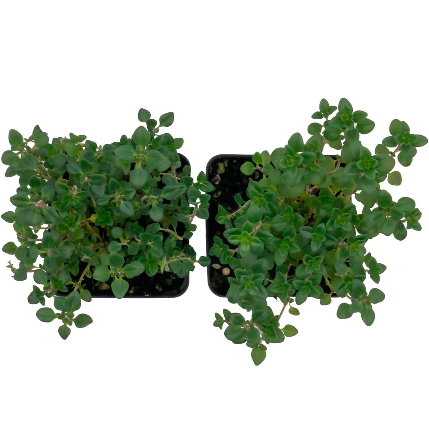 Lemon Thyme | Live Herb in 2.5 Inch Nursery Cube | Thymus Citriodorus