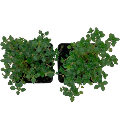 Lemon Thyme | Live Herb in 2.5 Inch Nursery Cube | Thymus Citriodorus