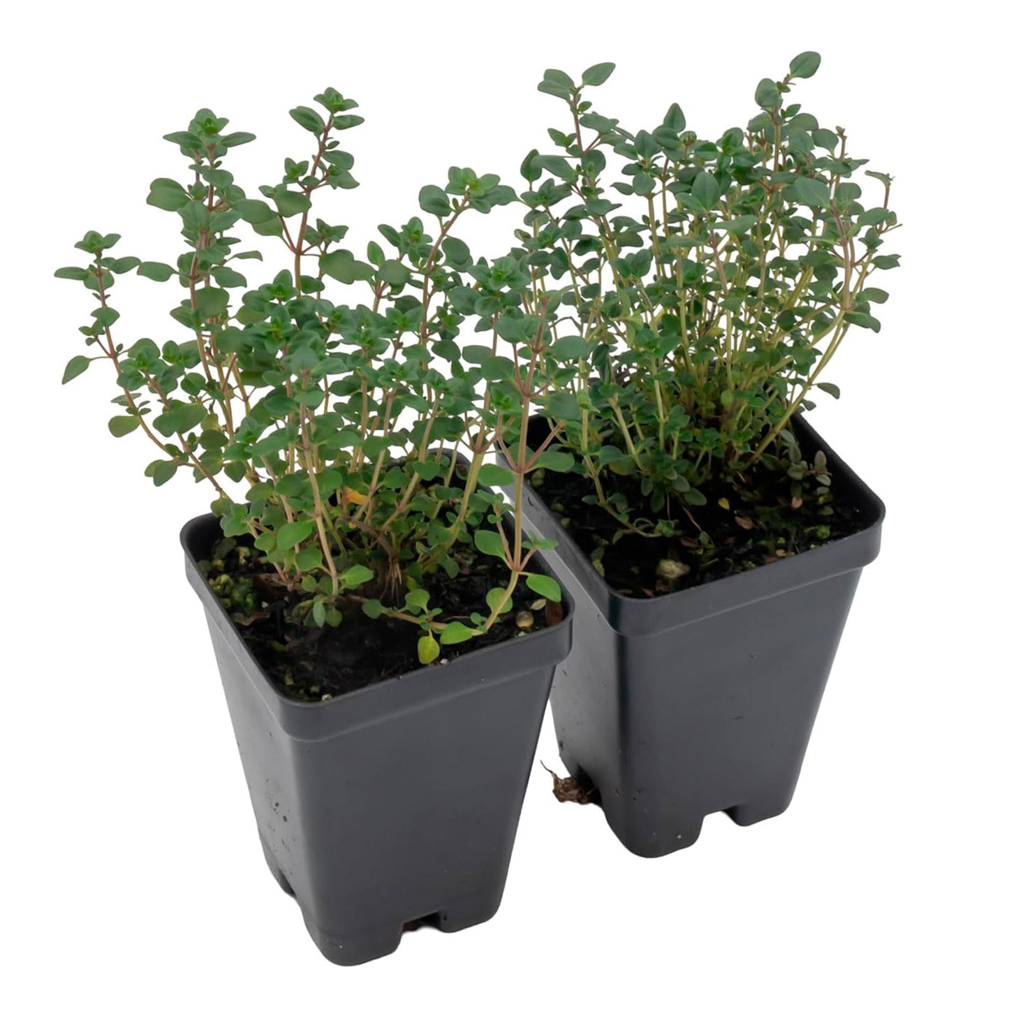 Lemon Thyme | Live Herb in 2.5 Inch Nursery Cube | Thymus Citriodorus