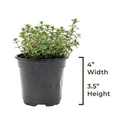 Lemon Thyme | Live Herb in 4 Inch Nursery Pot | Thymus Citriodorus
