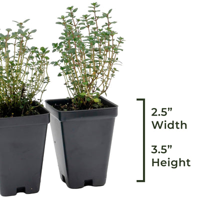 Lemon Thyme | Live Herb in 2.5 Inch Nursery Cube | Thymus Citriodorus