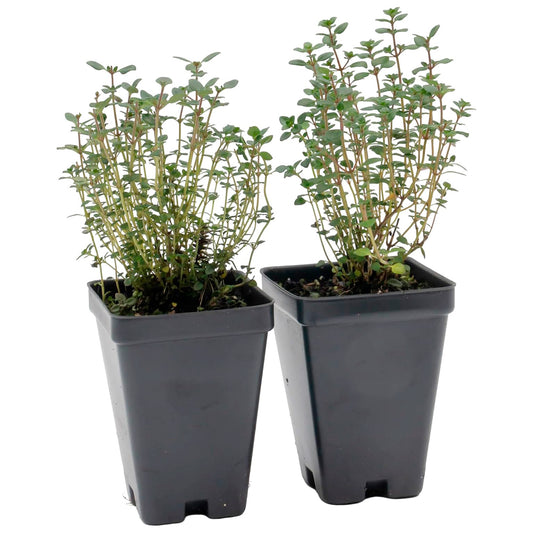 Lemon Thyme | Live Herb in 2.5 Inch Nursery Cube | Thymus Citriodorus