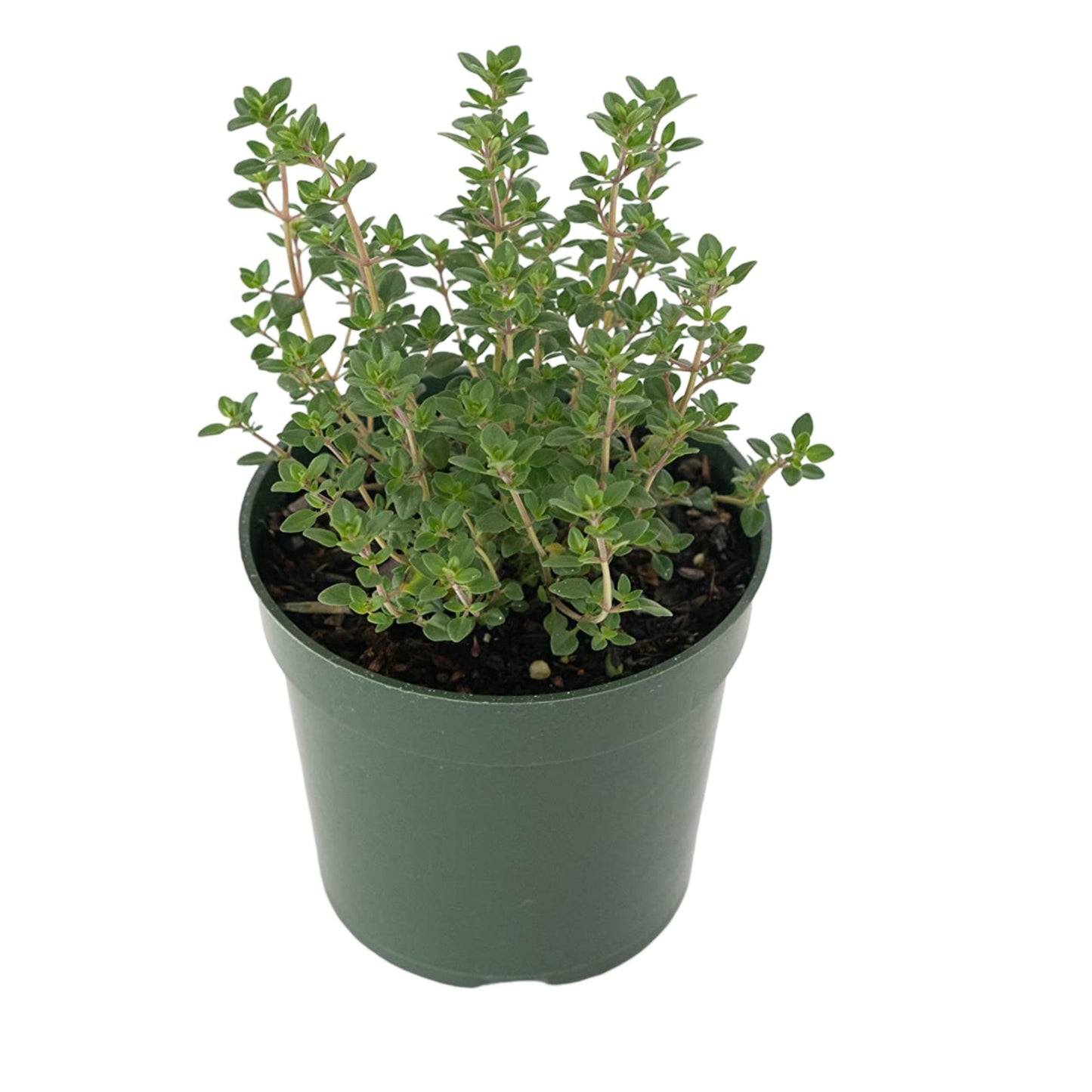 Lemon Thyme | Live Herb in 4 Inch Nursery Pot | Thymus Citriodorus