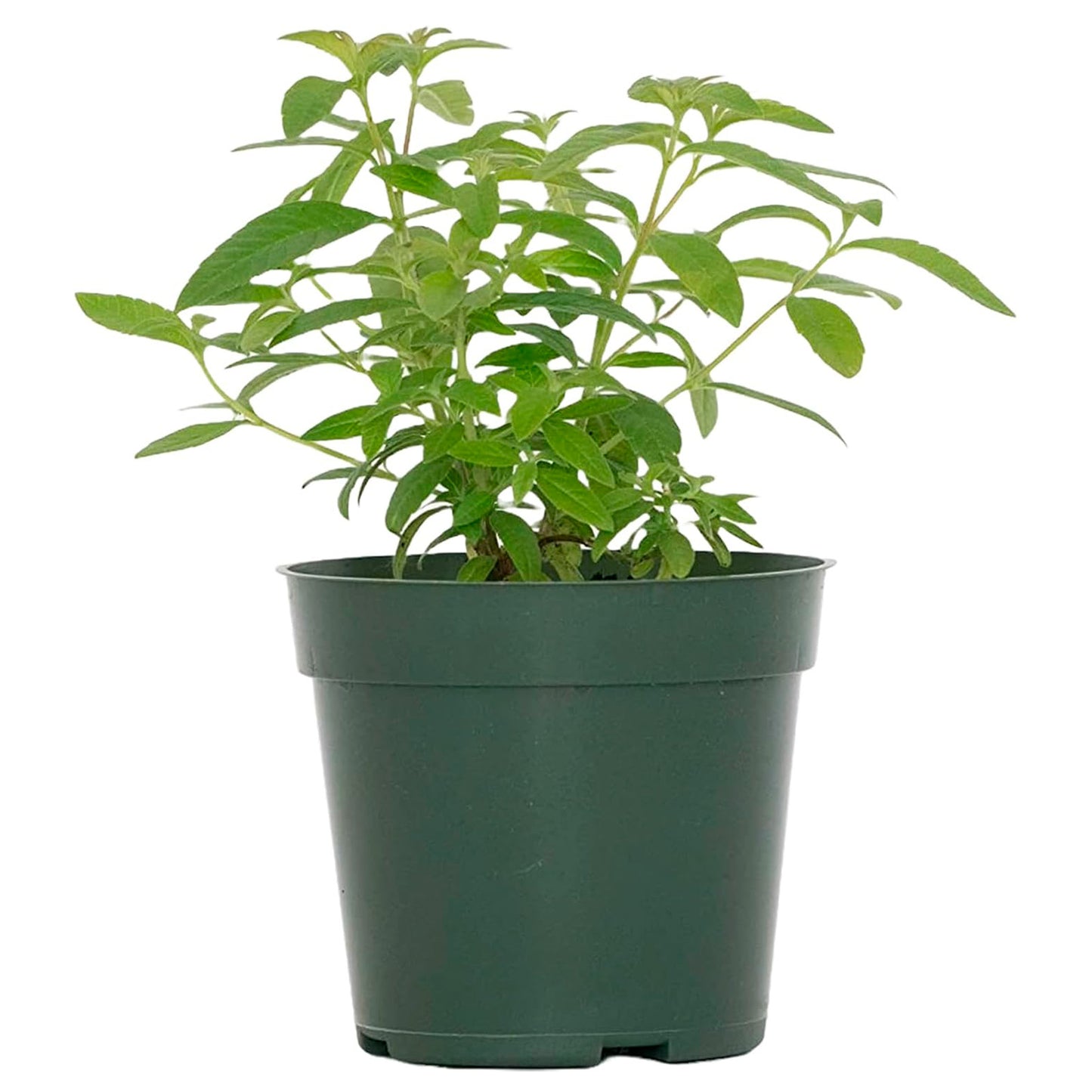 Lemon Verbena | Live Herb in 4 Inch Nursery Cube | Aloysia citriodora